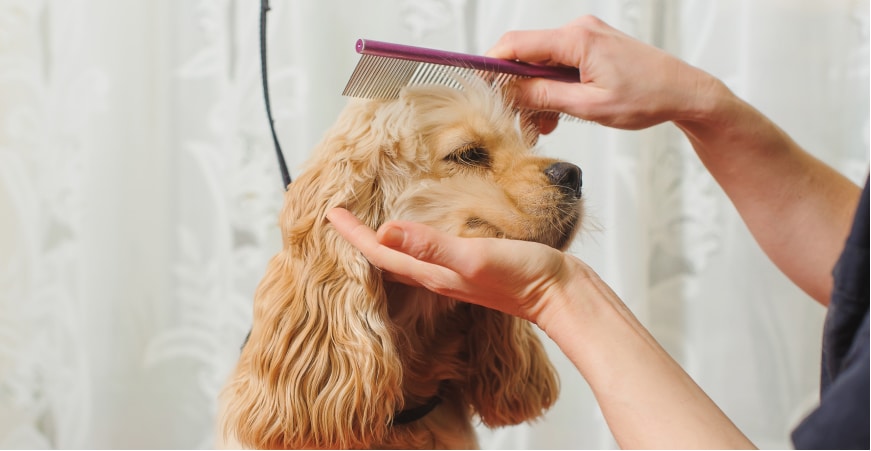 Combing a dog
