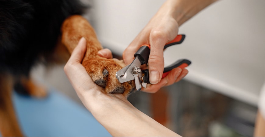 Cutting a dogs nails