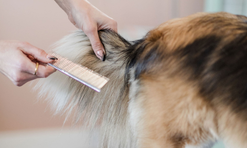 A dog getting their tail combed