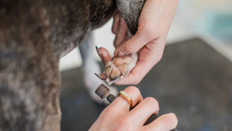 Dogs nails being cut